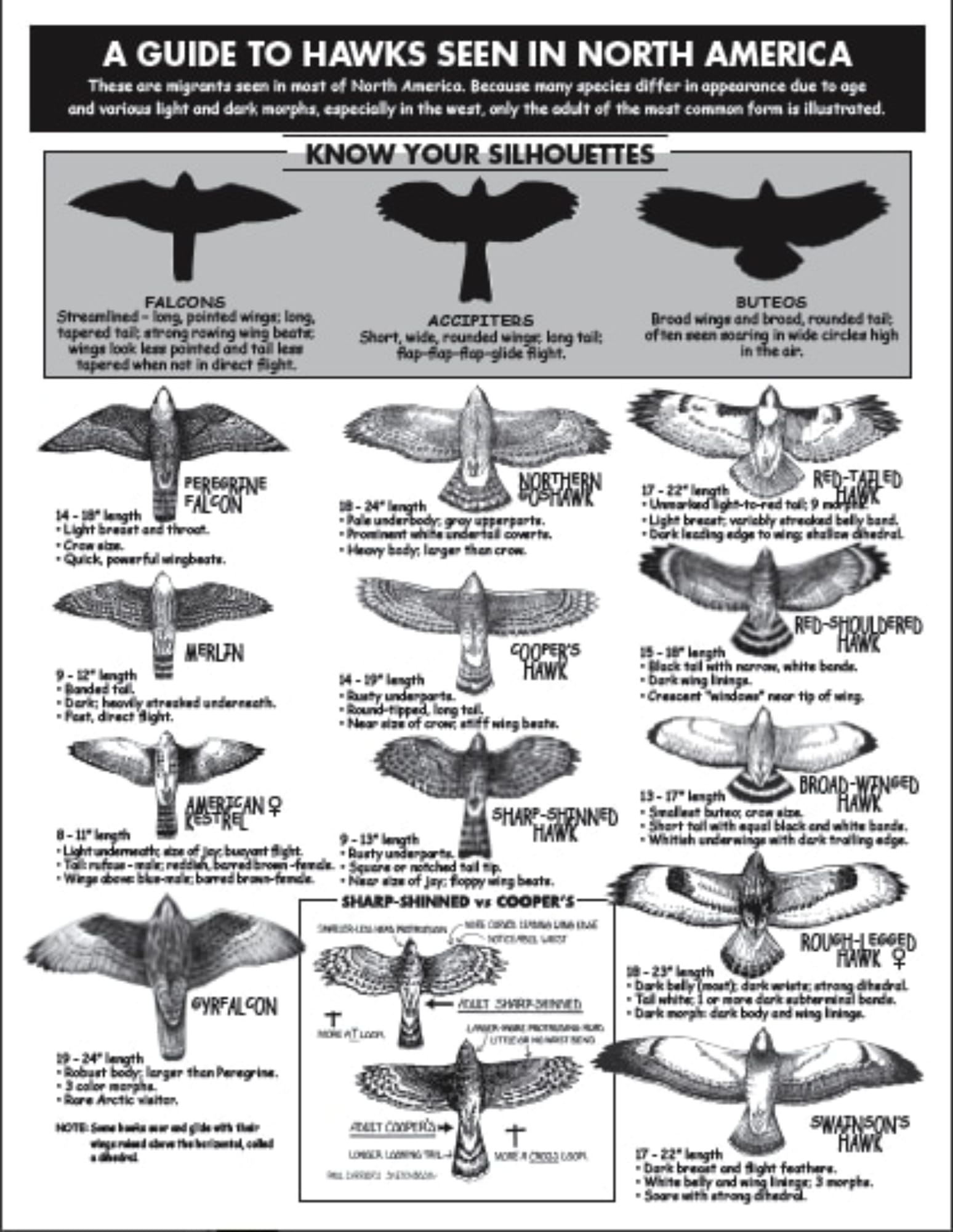 Hawks of North America Silhouette Guide – HMANA