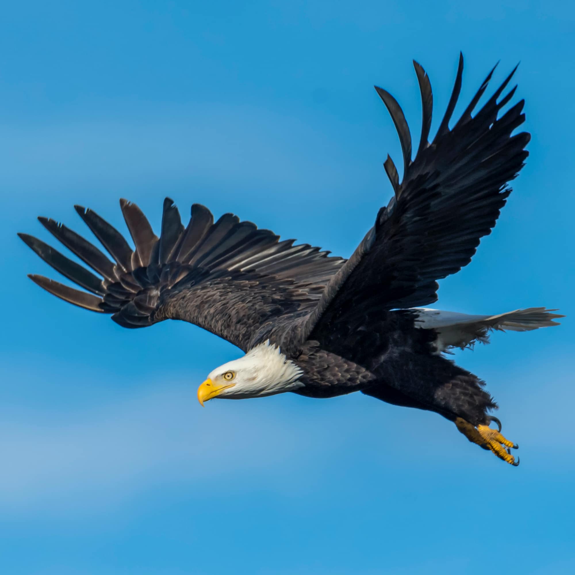 Hawk Migration Studies