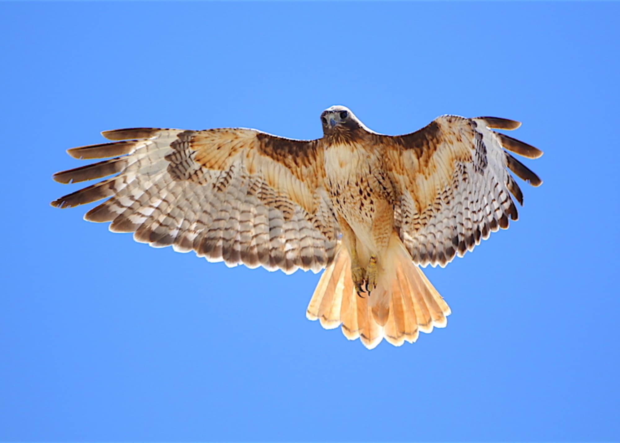 Commentary: Defining Raptors and Birds of Prey