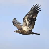 _AJS1213 Bald Eagle - Andrew Sturgess